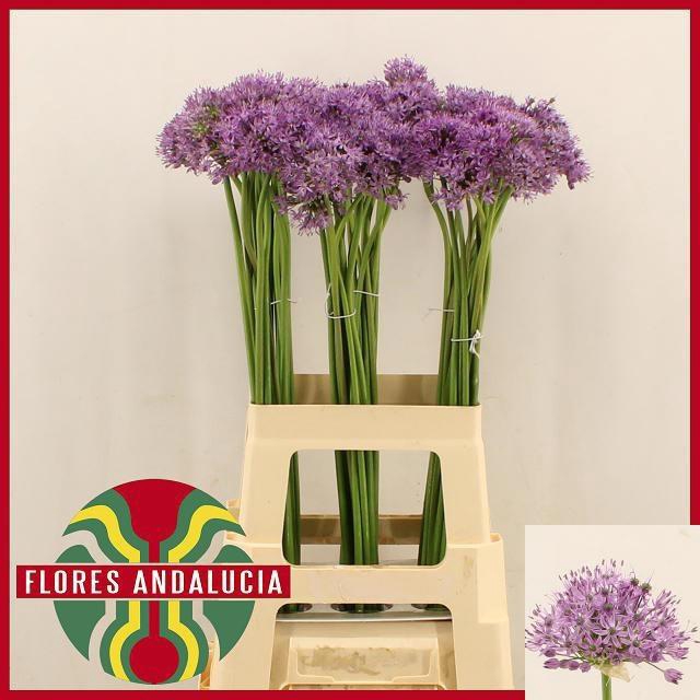<h4>ALLIUM AFLATUNENSE</h4>