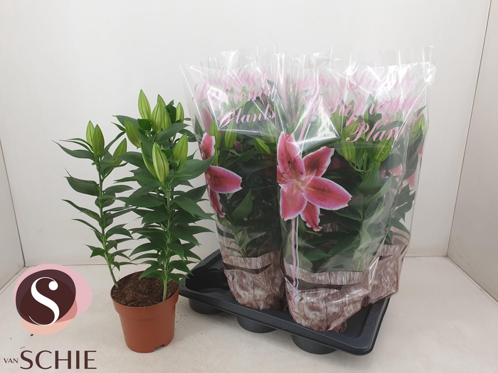 <h4>LIL OR MAGNY COURS</h4>