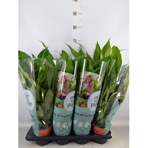 Spathiphyllum  'Sweet Chico'