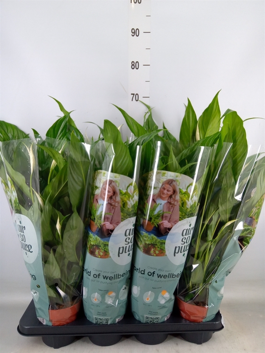 <h4>Spathiphyllum  'Sweet Chico'</h4>