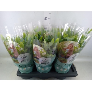 Phlebodium aureum 'Blue Star'