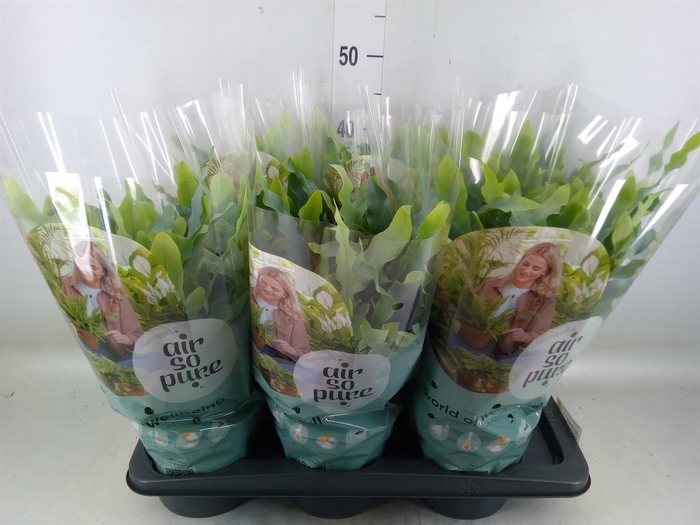 <h4>Phlebodium aureum 'Blue Star'</h4>