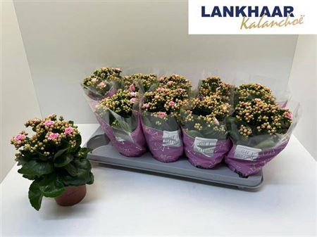 <h4>Kal Ge Perfecta Pink</h4>