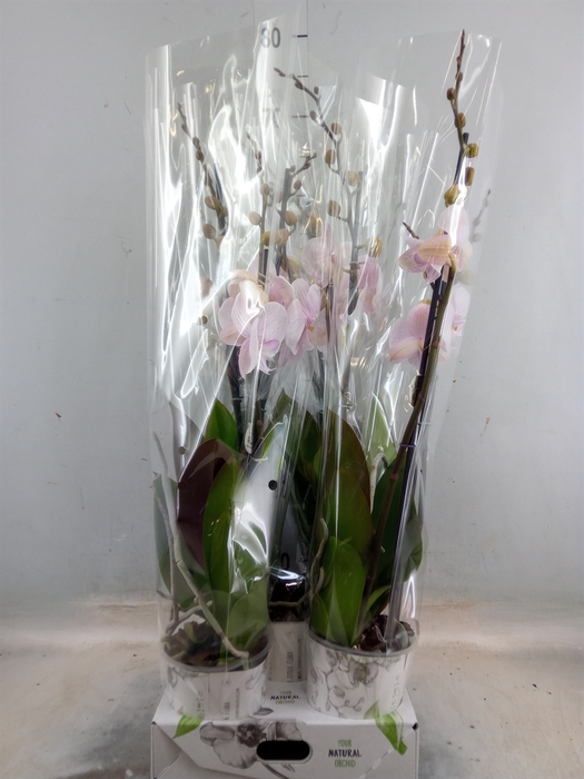 <h4>Phalaenopsis  'Manta Ambon'</h4>