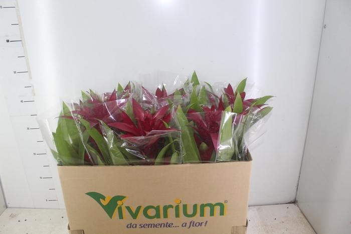 <h4>GUZM. ROXA P14</h4>