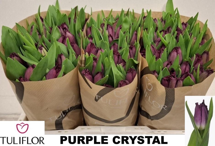 <h4>TU FR PURPLE CRYSTAL</h4>