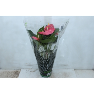 ANTHURIUM COLORADO P17 PREMIUM