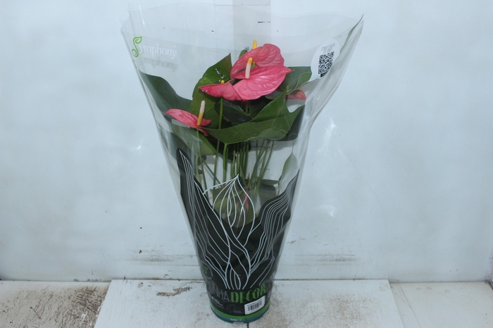 <h4>ANTHURIUM COLORADO P17 PREMIUM</h4>