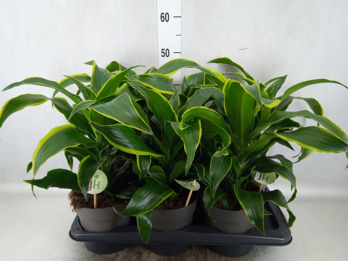 <h4>Dracaena frag. 'Dorado'</h4>