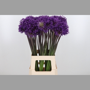 Allium Purper Sensation