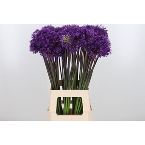 Allium Purper Sensation