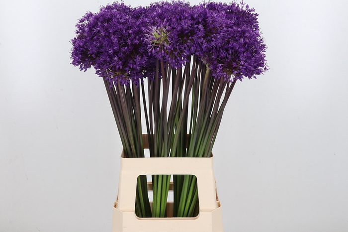 <h4>Allium Purper Sensation</h4>