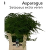 ASP SETACEUS EXTRA VEREN
