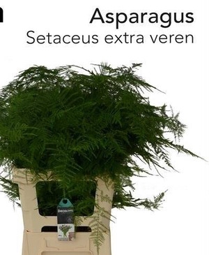 ASP SETACEUS EXTRA VEREN