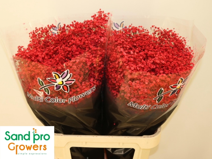 <h4>GYPS KLB H%</h4>