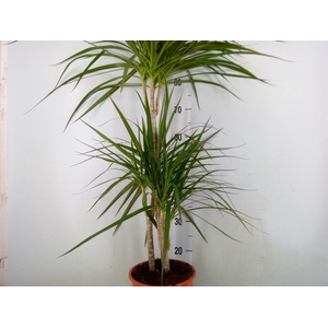 Dracaena marg.