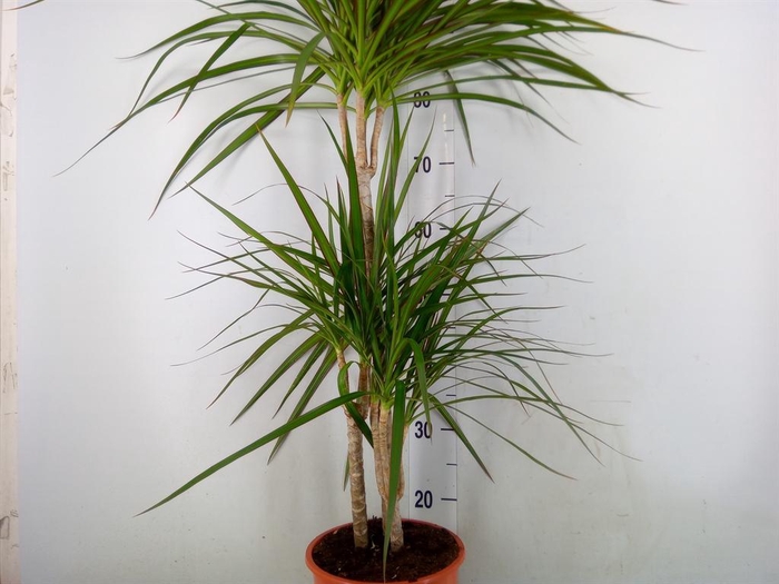 <h4>Dracaena marg.</h4>