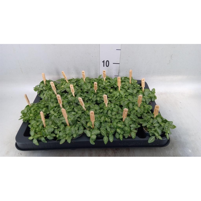 <h4>Fittonia verschaf.</h4>