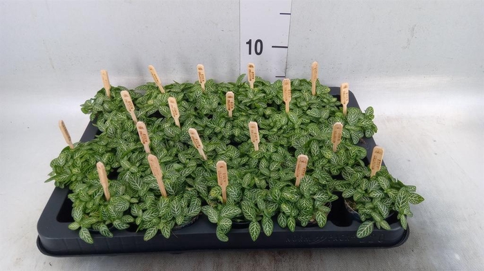 <h4>Fittonia verschaf.</h4>