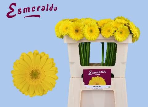 <h4>GE MI MORENO</h4>