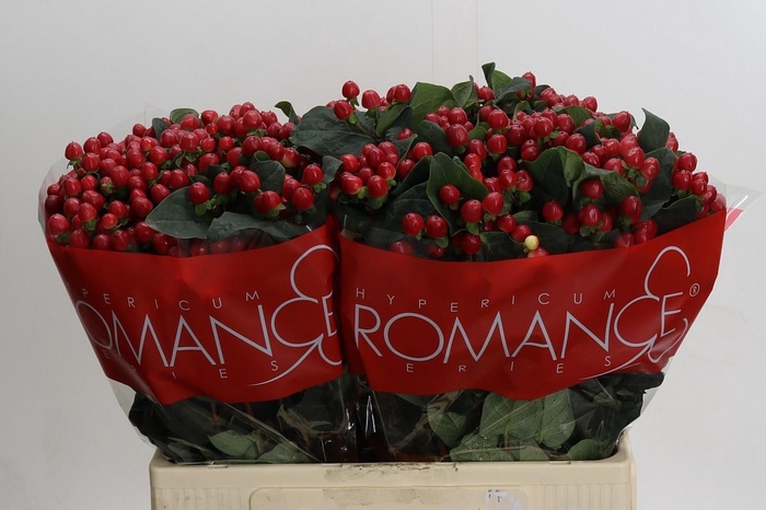 <h4>HYP TRUE ROMANCE</h4>