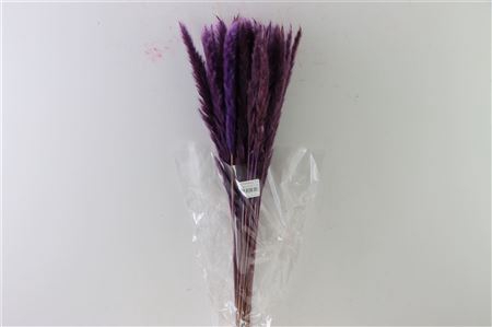 <h4>Dried Fluffy Pampas Milka Bunch Slv</h4>