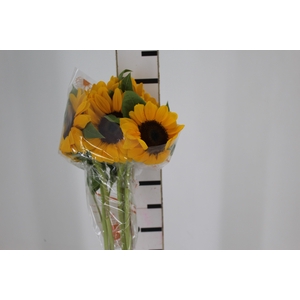GIRASSOL 080 CM