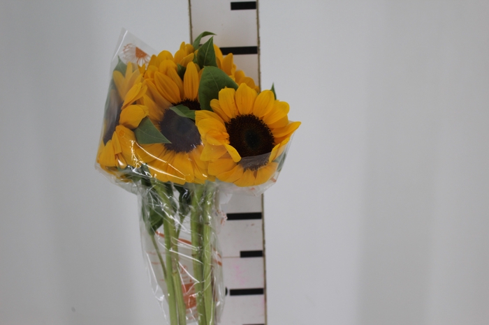 <h4>GIRASSOL 080 CM</h4>