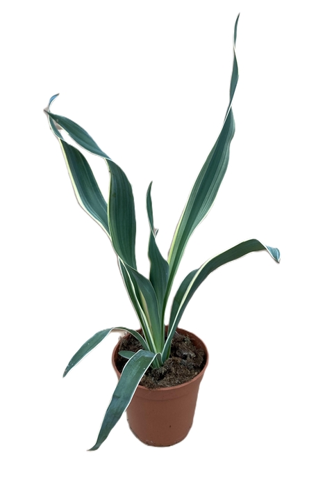 <h4>YUCCA GLORIOSA</h4>