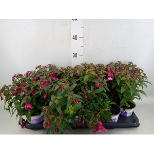 Fuchsia  'Bella Fuchsia Soila'