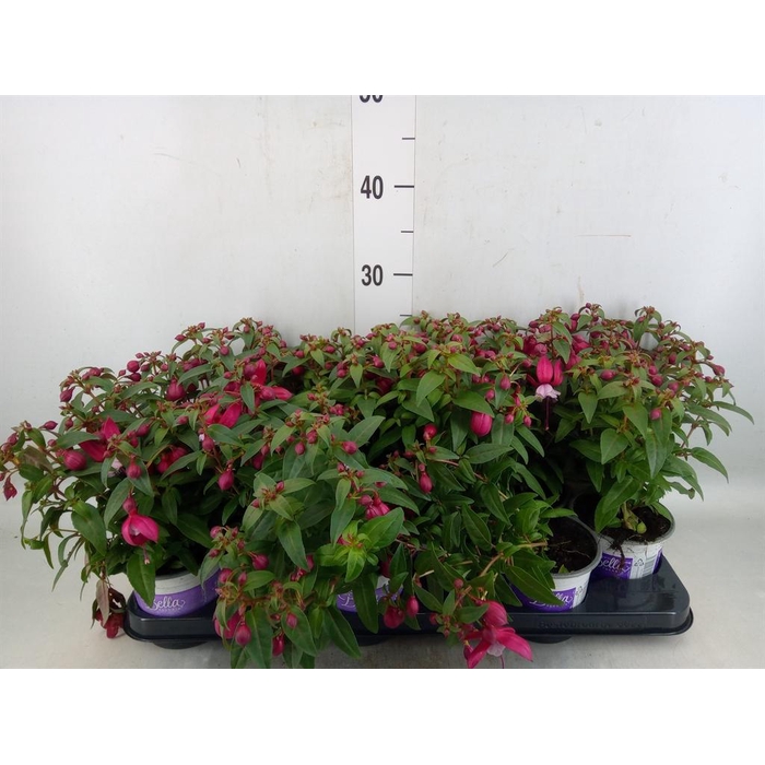 <h4>Fuchsia  'Bella Fuchsia Soila'</h4>