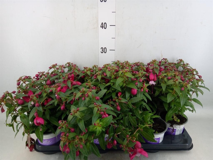 Fuchsia  'Bella Fuchsia Soila'