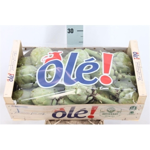 CYNARA SCOLYMUS PURPLE OF ROMAGNA