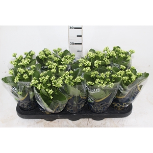 KALANCHOE DOBRADO P11 BRANCO