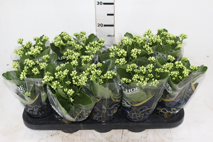 <h4>KALANCHOE DOBRADO P11 BRANCO</h4>
