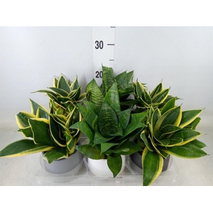 Arr.   Kamerplant Groen L%