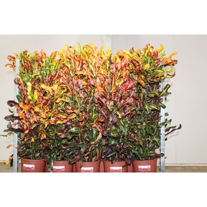 CROTON GINGHA P24