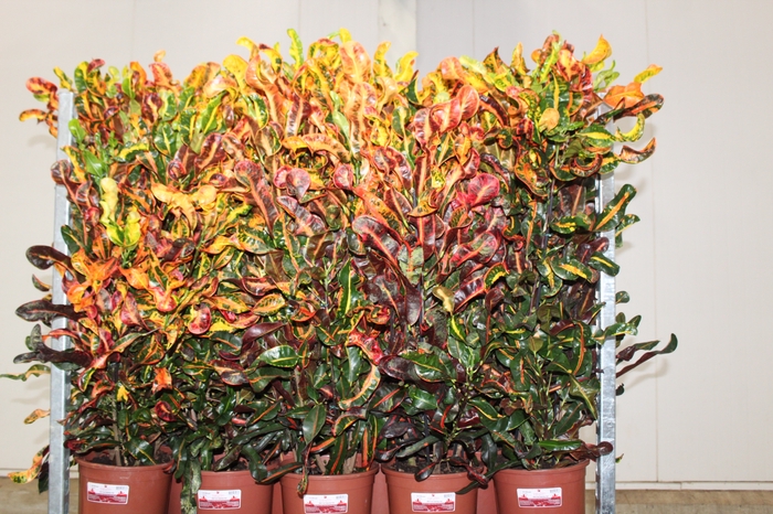 <h4>CROTON GINGHA P24</h4>