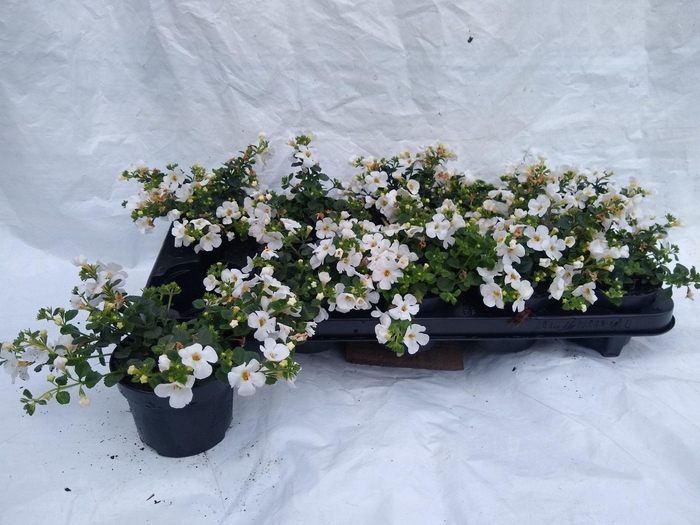 <h4>SUT BAHIA WHITE</h4>