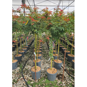 Acer palmatum