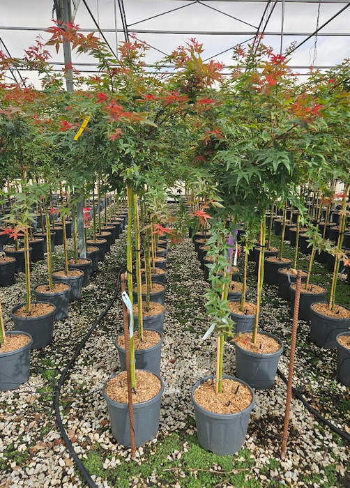 <h4>Acer palmatum</h4>