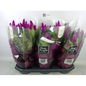 Celosia spic. 'Deep Purple'
