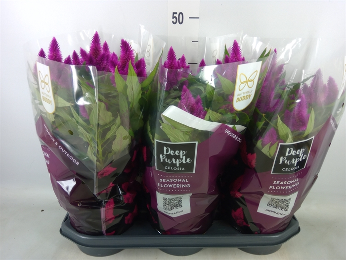<h4>Celosia spic. 'Deep Purple'</h4>