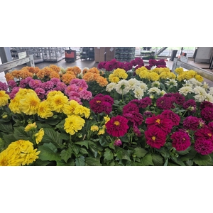 DAHLIA MIXK 5 KL