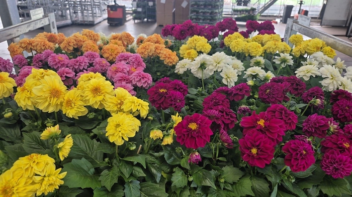 <h4>DAHLIA MIXK 5 KL</h4>