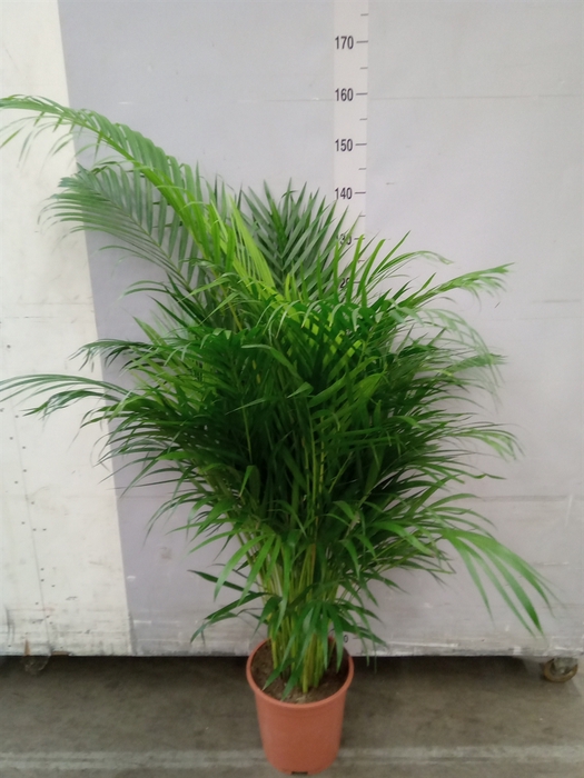 <h4>Dypsis lutescens   ...Chrysalidoca</h4>