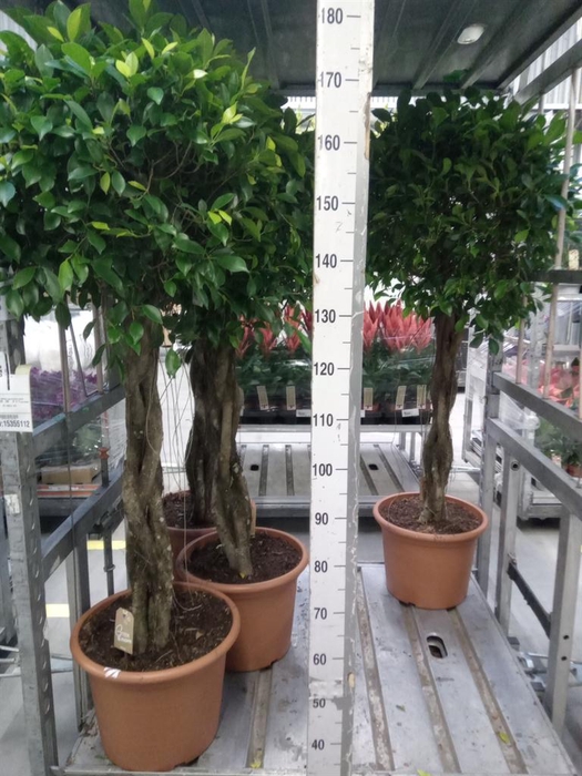 <h4>Ficus   ...</h4>