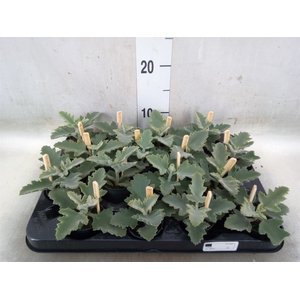 Kalanchoe NF beharensis
