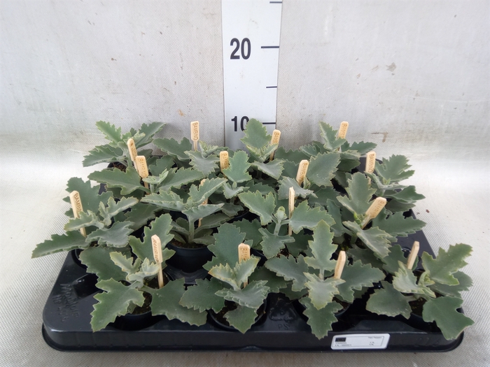 <h4>Kalanchoe NF beharensis</h4>