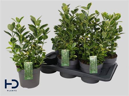 <h4>Euonymus Ov Yellow Green</h4>